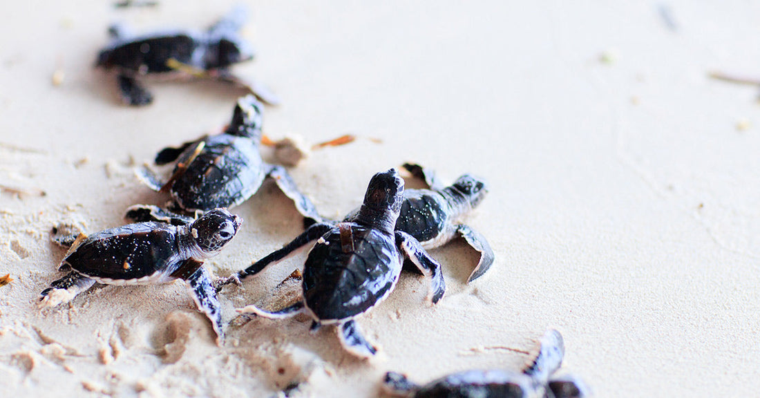 Several baby sea turtles crawling across sandy beach toward the ocean, their small flippers pushing through the sand.