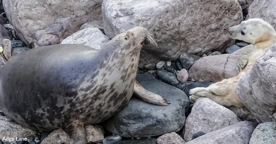 A harbor seal and a pup resting among rocks by the water.