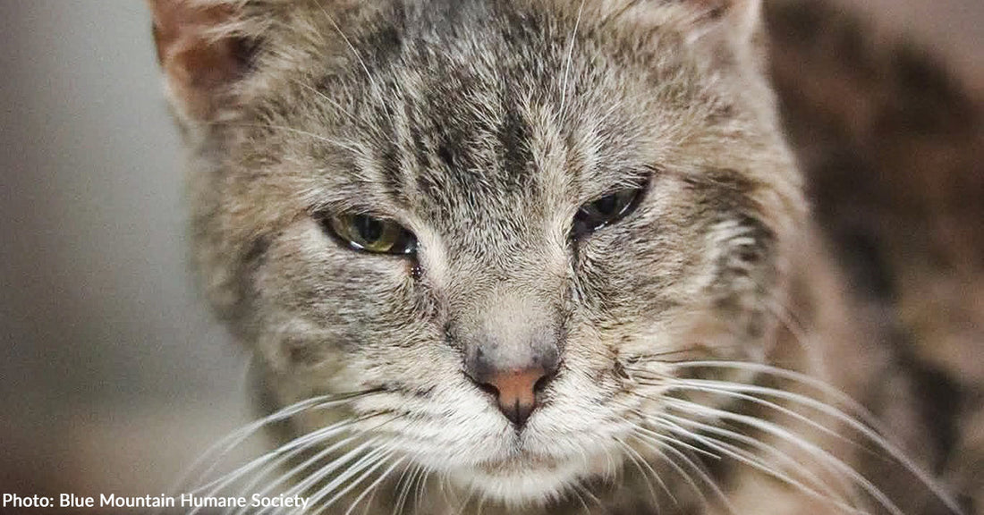 zoomed in on senior gray cat looking at camera