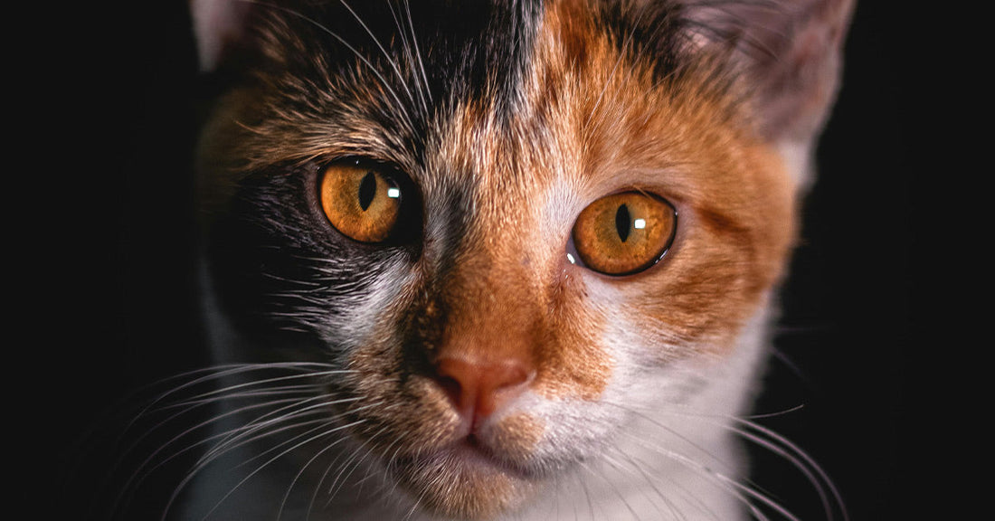 Dramatic close-up portrait of a calico cat with bright amber eyes against a dark background.