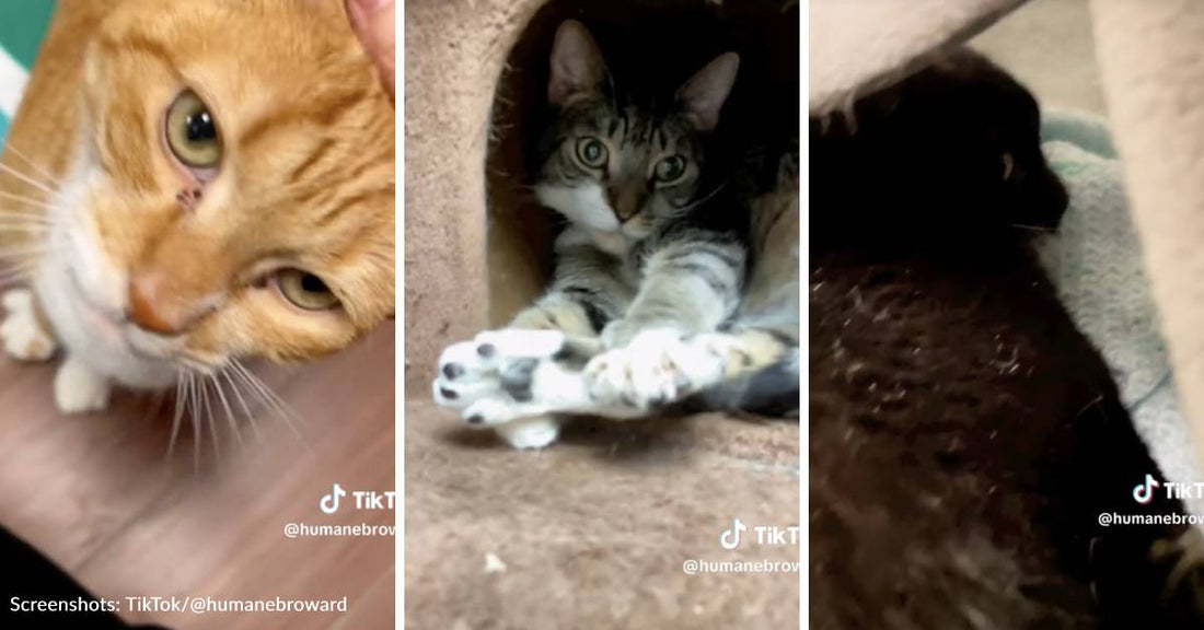 Three Senior Cats Hope To Find A New Home Together After Owner Passes Away