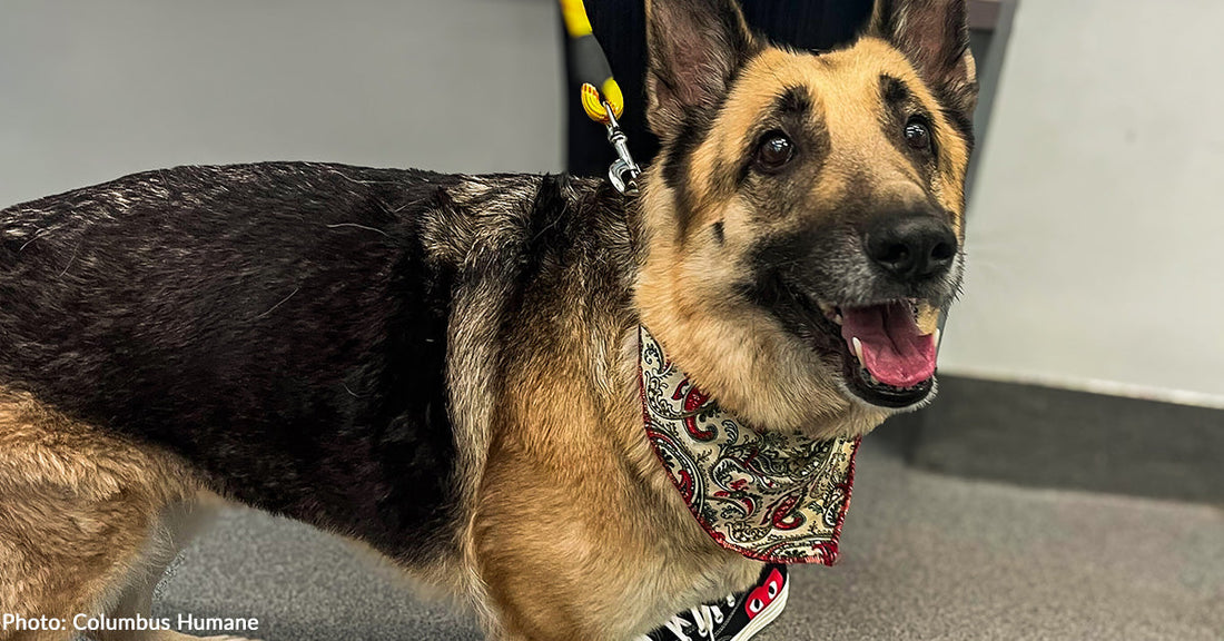 Heartbroken Senior Dog Struggling to Walk is Finally Able to Move Without Pain