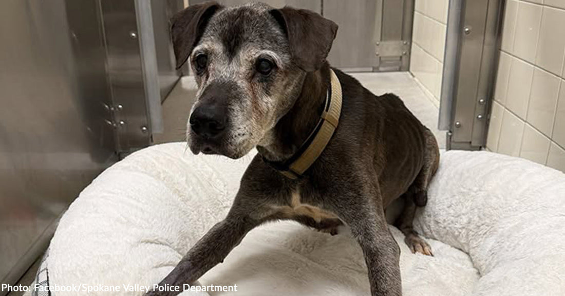 Starving Senior Dog Dumped at Spokane Park Watched As Owner Drove Away