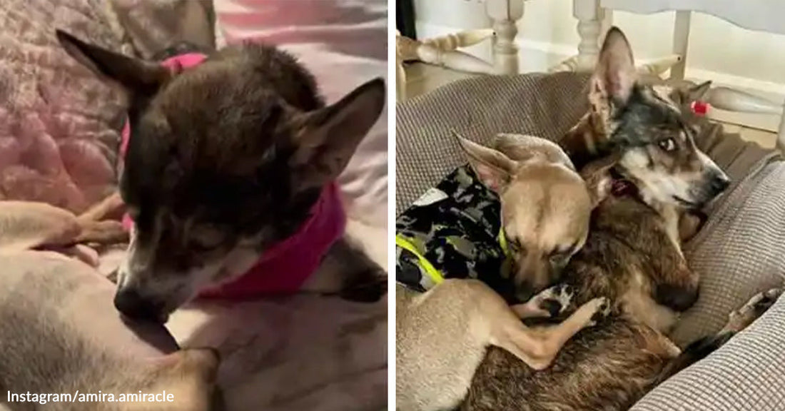Split image showing a small dog resting with eyes closed on a bed on the left and two small dogs cuddled together in a pet bed on the right.