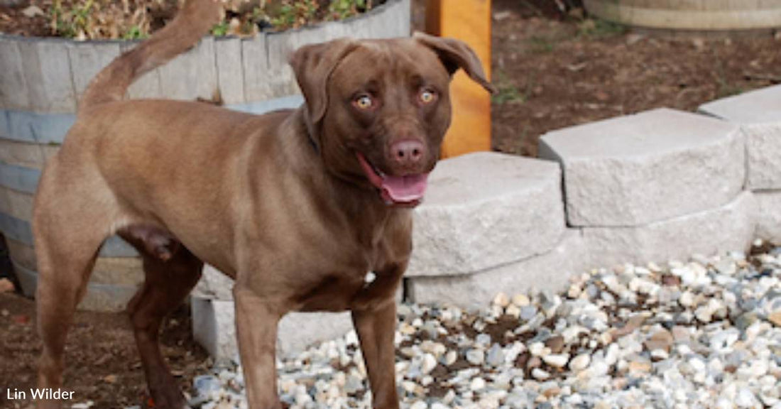 Shelter Dog Quietly Watches People Until He Licks the One He Wants