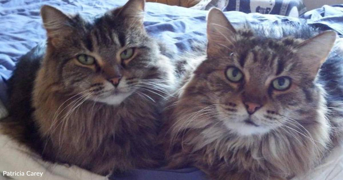 Mother Cat Digs Through Gravel Driveway to Get Back to Her Babies