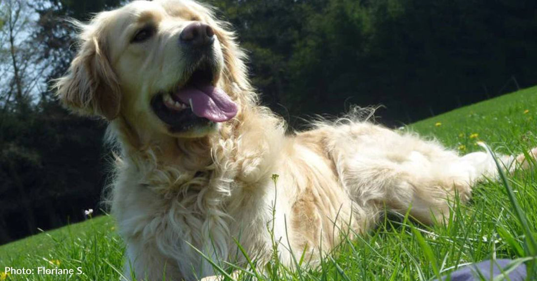 After a Neglected Life Outside, Pup is Still 'Incredibly Loving'