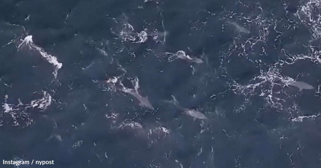 Drone Captures 1,000 Sharks Closing In On New York Surf Zone