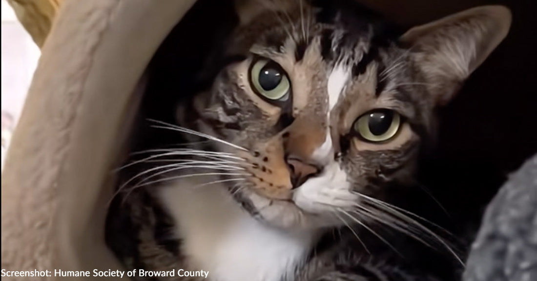 Cat Abandoned Outside Shelter is Terrified and Needs Quiet Home