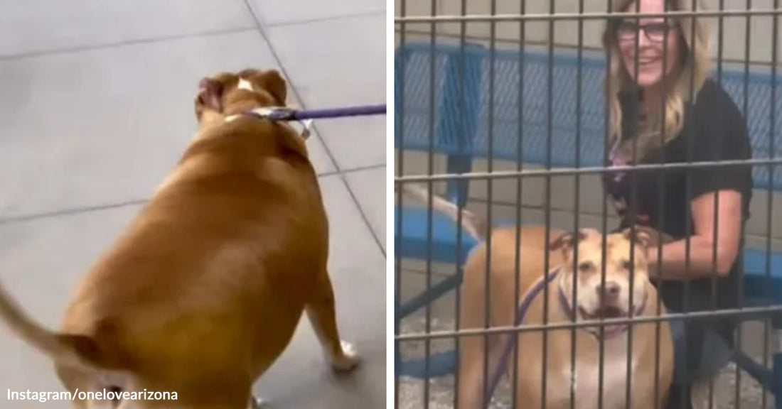Split image of a stocky tan dog walking on a leash indoors, then sitting beside a smiling woman inside a kennel enclosure.