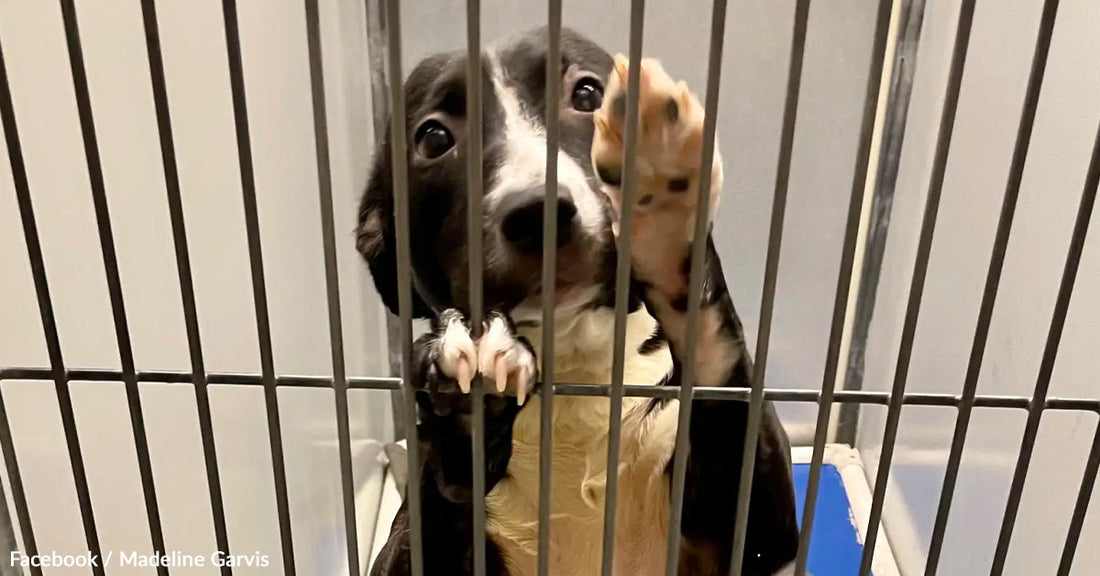 A black and white dog looks through bars, reaching out with its paw.