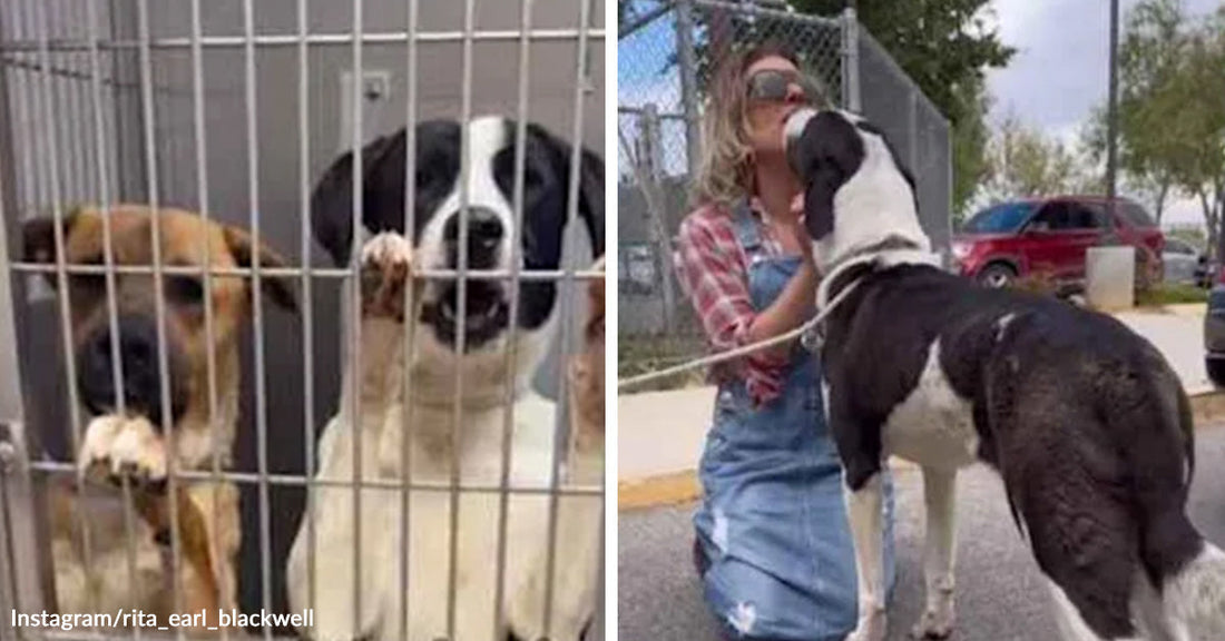Two shelter dogs stand behind kennel bars, one with a paw pressed against the gate, while a woman outside hugs a large black-and-white dog on a leash.