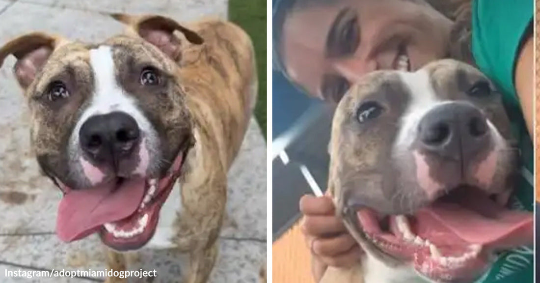 A brindle-and-white rescue dog beams with her tongue out, then smiles in a close selfie with a person after adoption.