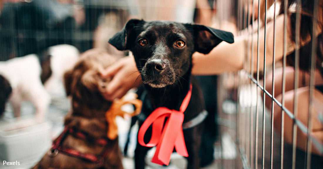 Illinois Lawmakers Introduce Shelter Euthanasia Ban