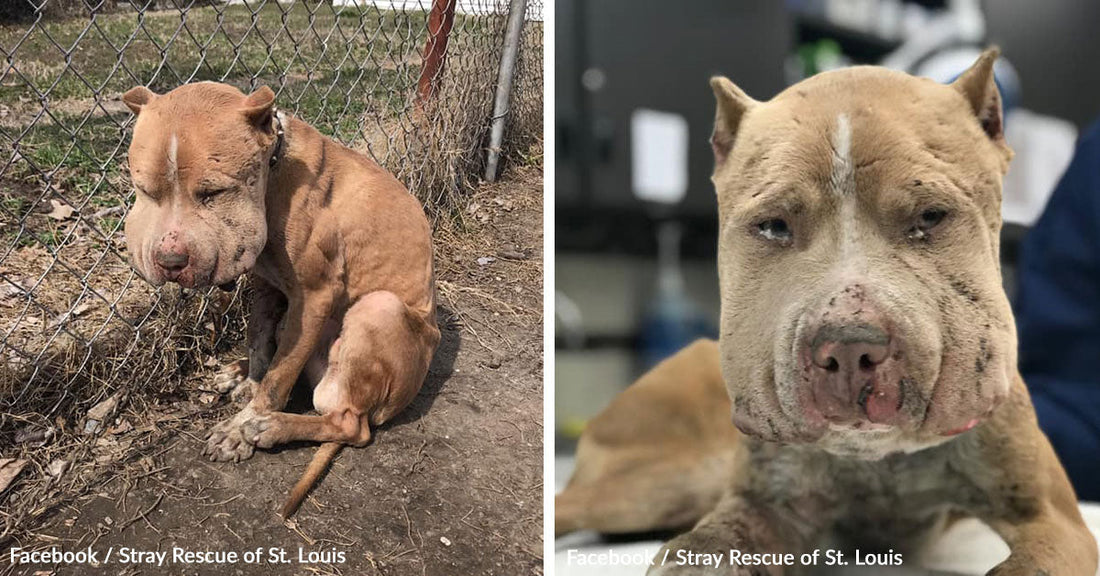 Abandoned Dog Tied to Fence With Shoelace Transforms with Compassionate Care