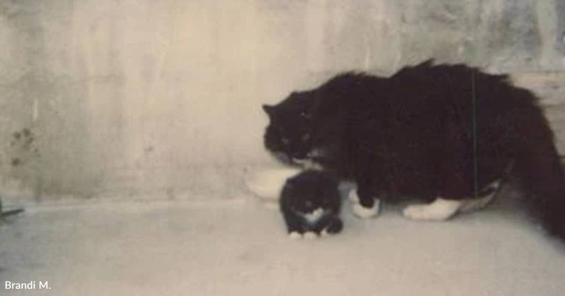 Kitten and Baby Born One Month Apart Grow Up Together