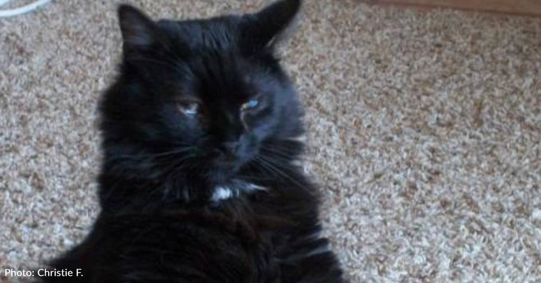 Partially Blind Cat Can Sense Sadness and Anxiety