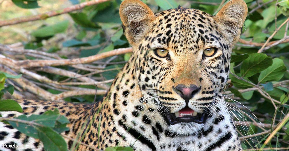 Faux Furs Ignite a Cultural Conservation Revolution In Southern Africa