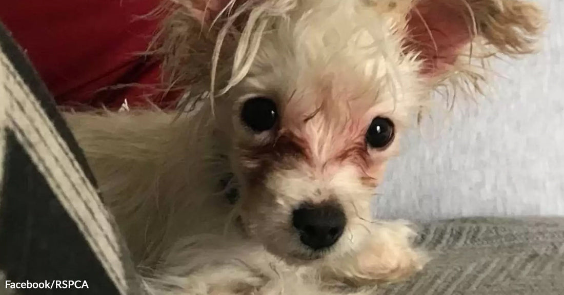 Close-up of the small white dog with messy fur and watery eyes resting indoors.
