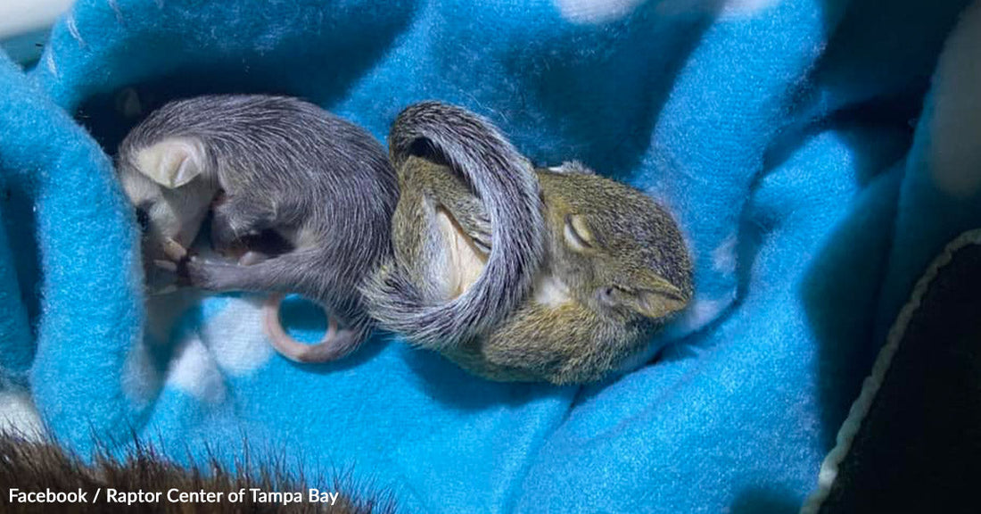 Two sleeping baby squirrels nestled on a soft blue blanket.