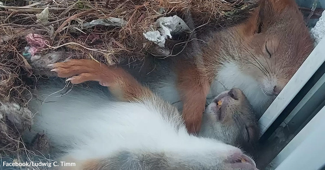 Two squirrels rest together in a nest-like space, one lying on its back while the other curls around it.