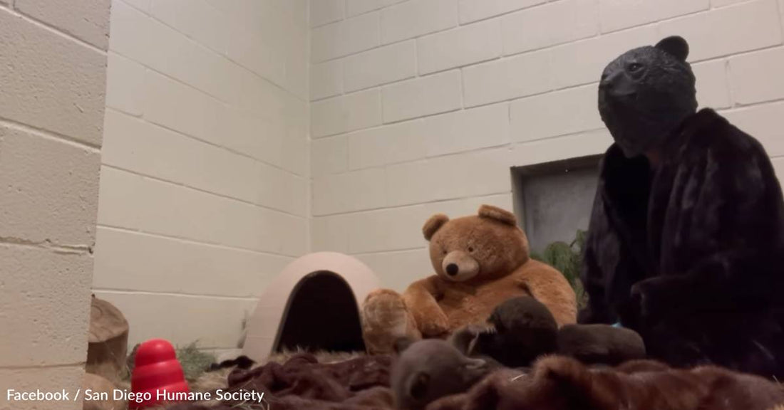 Wildlife Center Staff Dress as Mother Bears to Care for Orphaned Cub