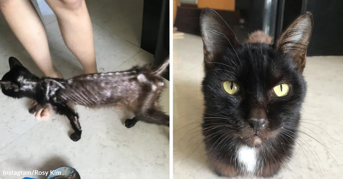 Split image showing an emaciated black cat with visible ribs walking indoors on the left and the same cat healthy and sleek with bright yellow eyes on the right.