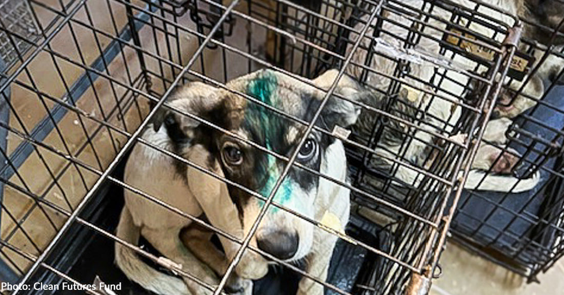 Stray Cats and Dogs of Chernobyl Vaccinated, Thanks to Your Support