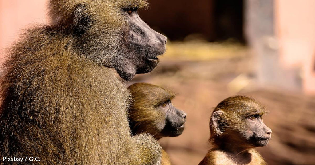 Strong Baboon Father-Daughter Relationships Lead to Longer Lifespans