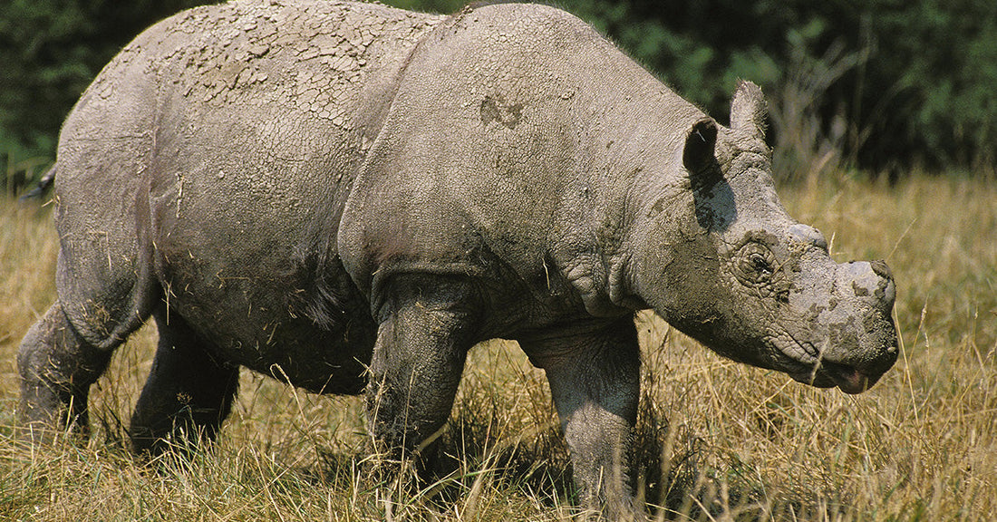 Two Pregnant Sumatran Rhinos Bring Hope for a Critically Endangered Species