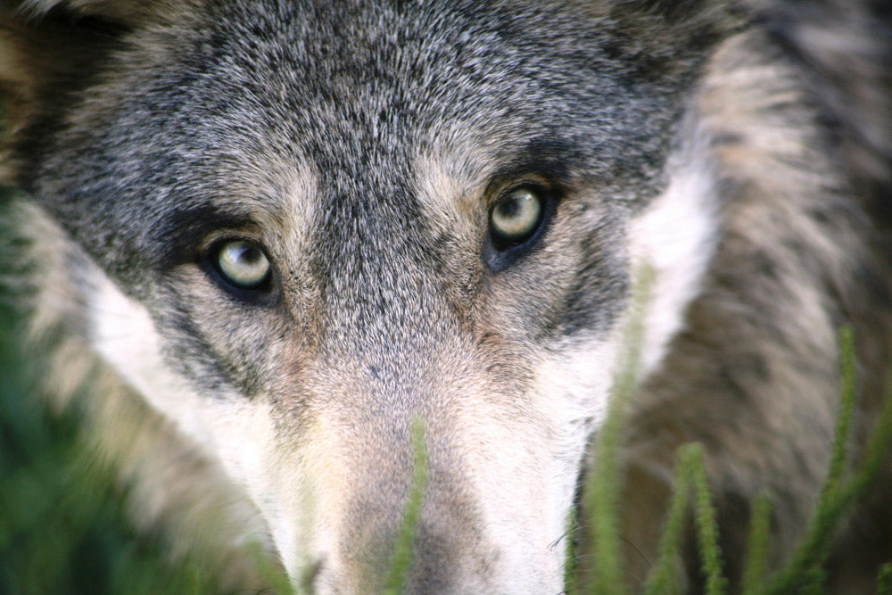 Sweden Launches Controversial Hunt to Slash Wolf Population