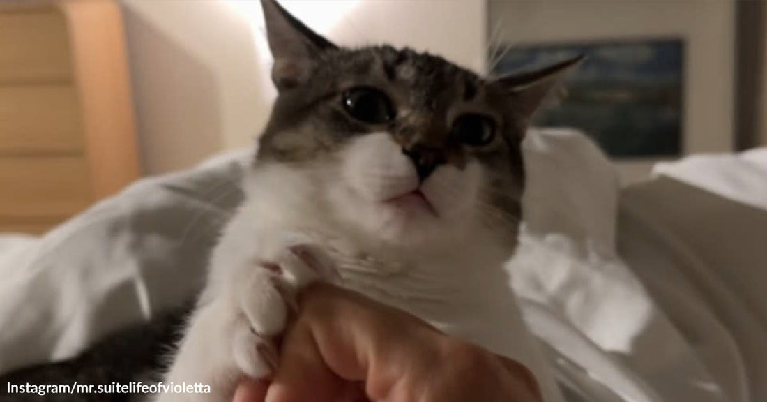 Close-up of a tabby-and-white cat being gently held on a bed, looking wide-eyed toward the camera.