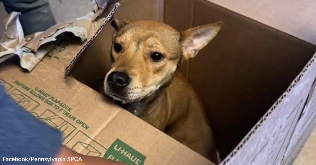 A frightened tan dog sits inside a cardboard U-Haul box, peering out as rescuers open the top.