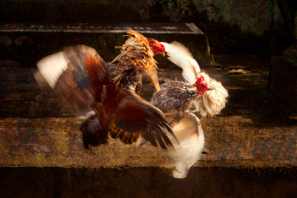 Texas Unleashes Massive Crackdown on Cruel Cockfighting Rings