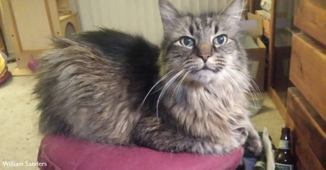 Pet Cat Jumps on Lap of Soldier After He Returns From Deployment