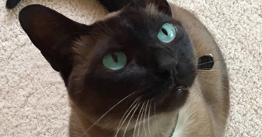 Couple Rescues Cat One Day Before He Was Set to Go to the Pound