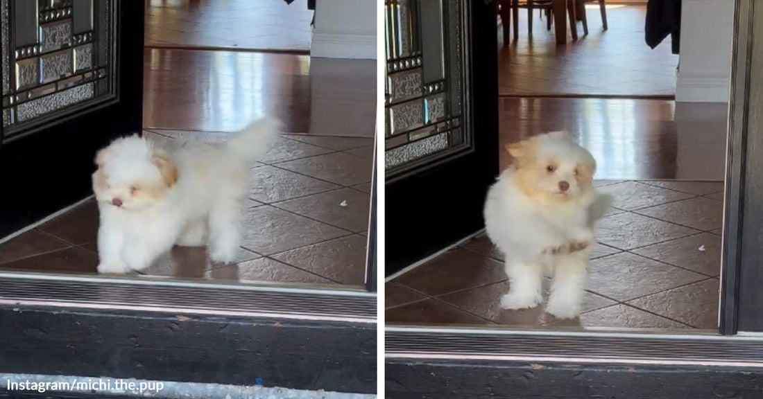 Split image of a tiny fluffy white puppy stepping out through a doorway and bouncing forward on a tiled floor.