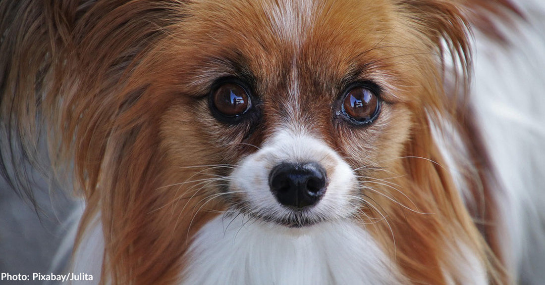 Tiny Dog Helps Save Owner Who Fell into Glacier Crevasse During Hike