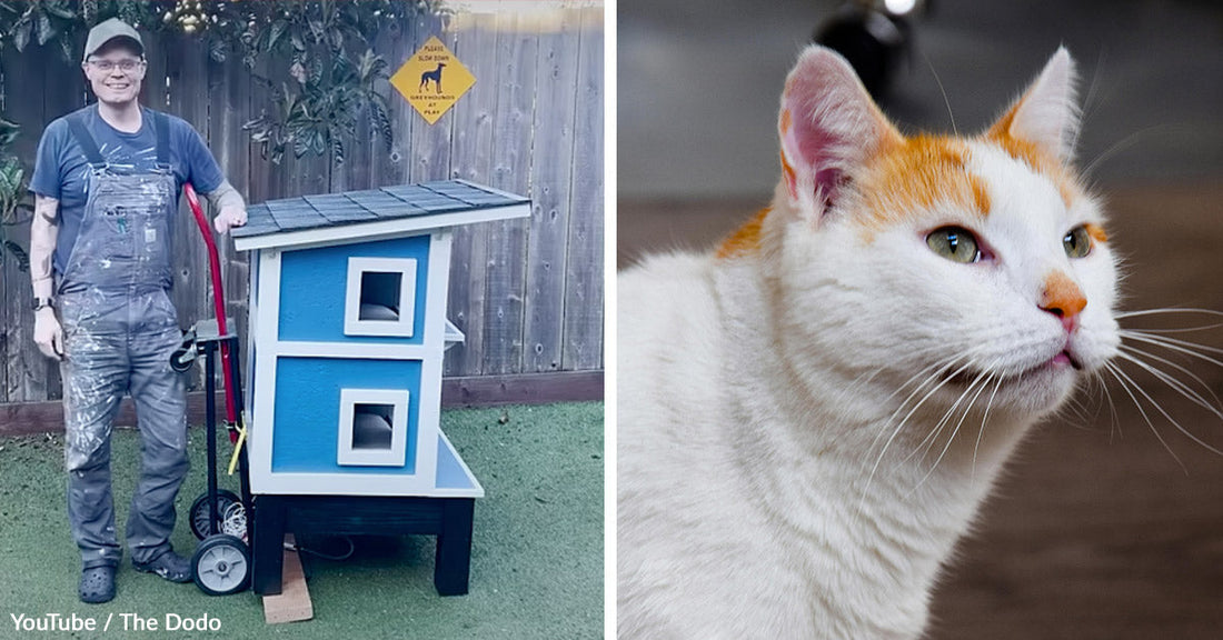 Man Builds One Tiny House for a Cat and Ends Up Housing an Adorable Stray Village