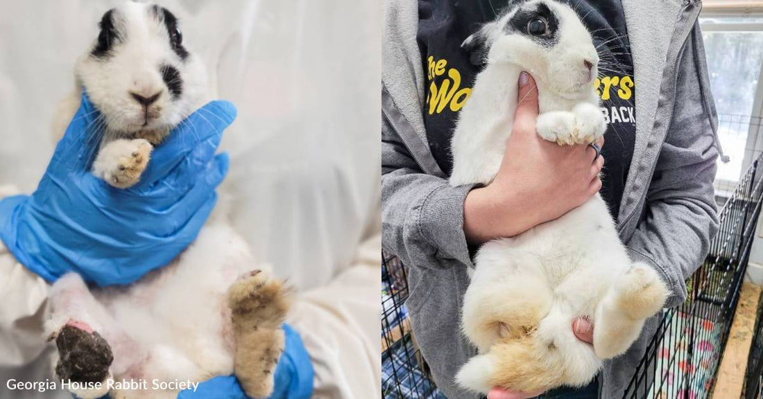Badly Injured, Terrified Rabbit Gets the Care She Needs, Thanks to You