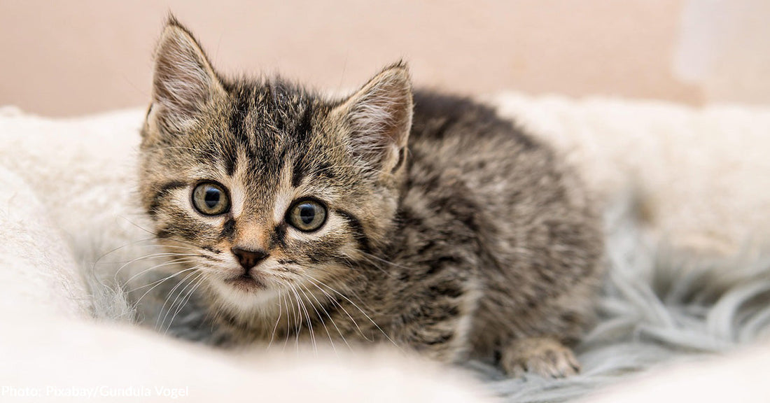 Top 10 Boy & Girl Baby Names