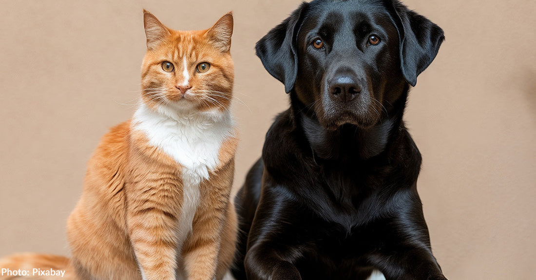 Trending Baby Names for 2026 That Pet Parents Will Love