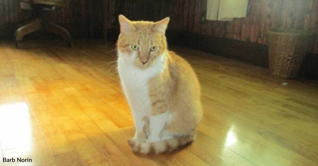 Kitten Brought Home to 'Die in Peace', But He Rebounds