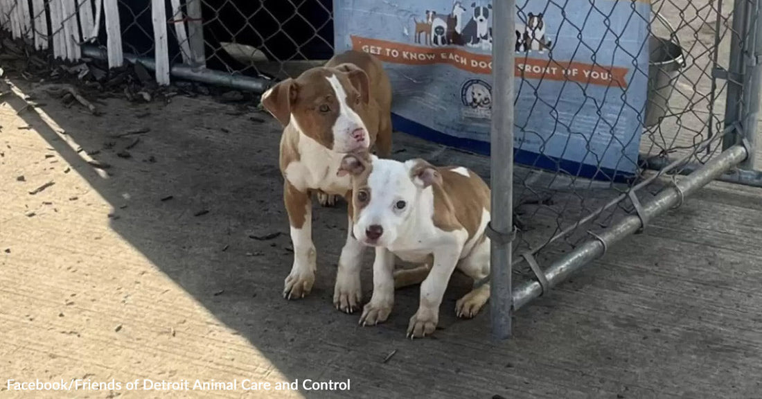 Two brown-and-white dogs standing beside a chain-link fence outside a shelter facility.