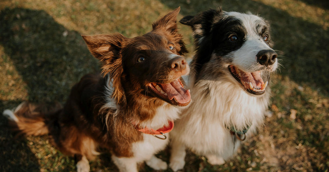 Two happy border collie–type dogs sit side by side outdoors, both looking up with open mouths.