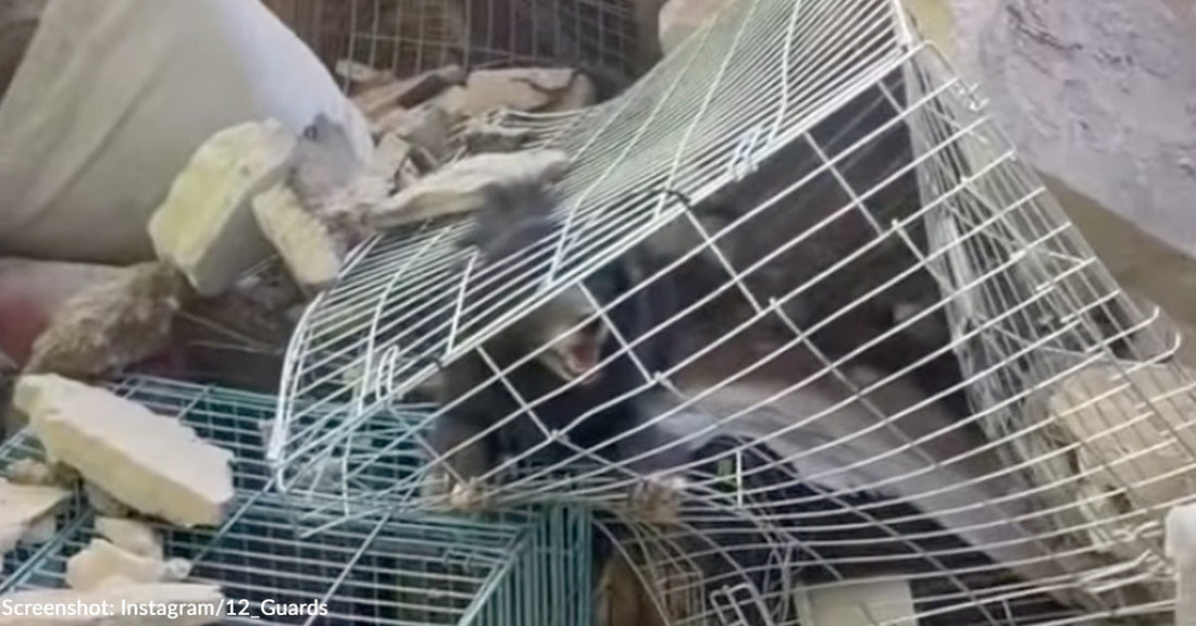 Ukraine Animal Clinic Hit by Two Missiles as Rescuers Rush to Save Animals