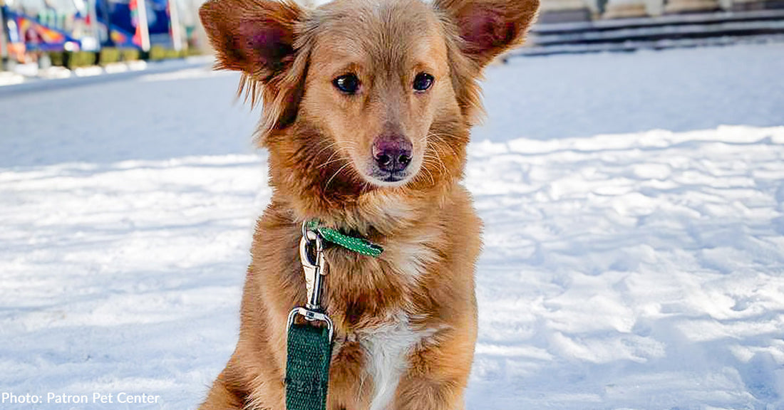 Ukraine Dog "Rescued from Hell" Finds Loving Home on Second Try