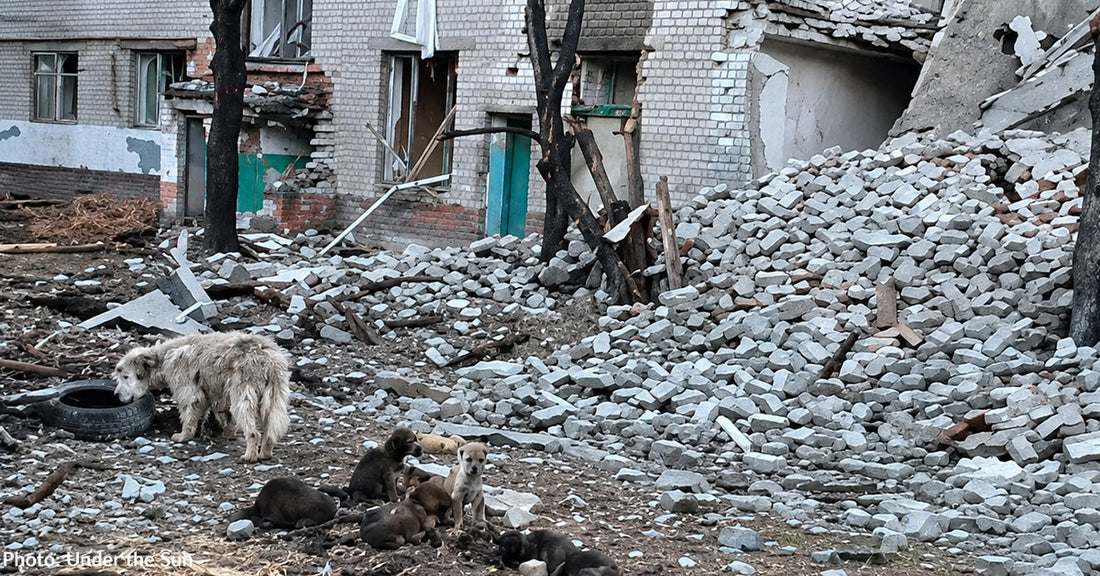 Old, Flea-Ridden Dog Rescued from War-Torn Village Finally Finds Loving Home