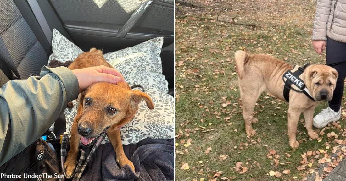 small brown dog in car and large tan dog outside in fall leaves