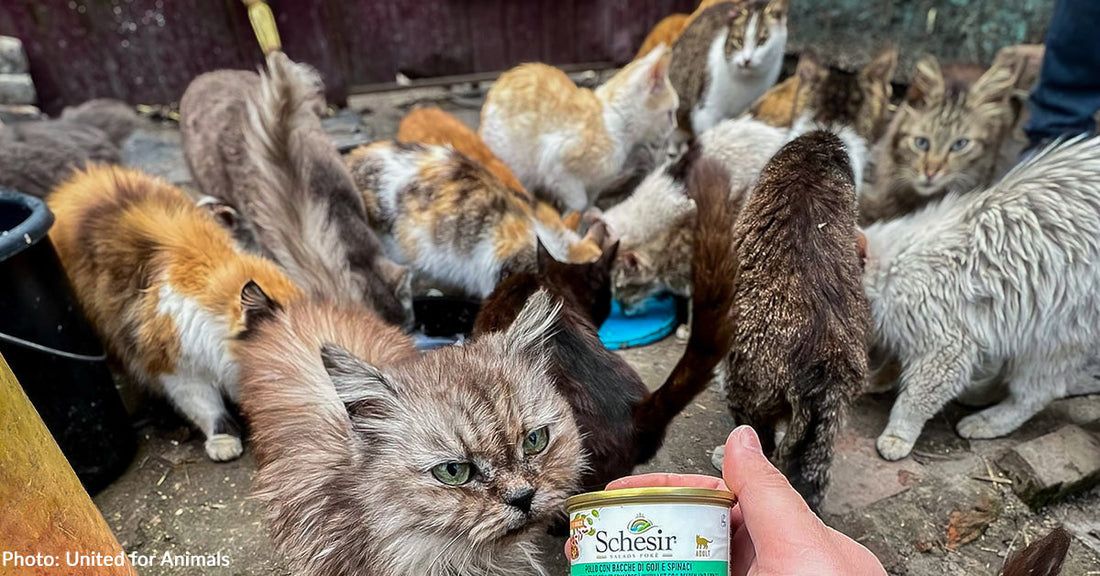 Hundreds of Cats & Dogs Struggling to Survive Near Frontlines Receive Much-Needed Food
